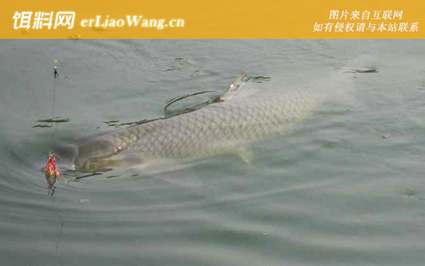 螺蛳青鱼:生活习性