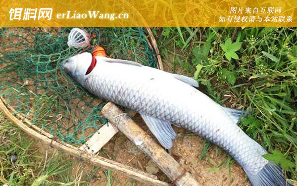 乌青鱼:分布范围