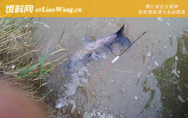 乌青鱼:生活习性