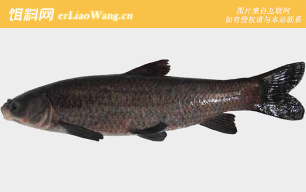 青鱼:自制饵料