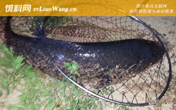 钓青鱼:作钓技巧