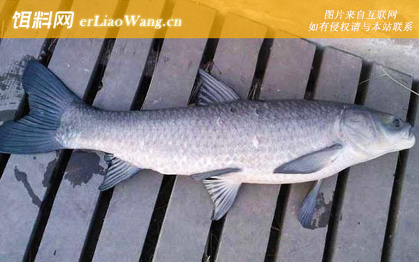 野钓青鱼:商品饵