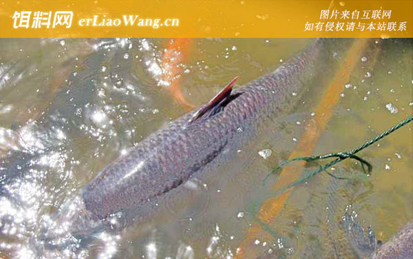 钓青鱼:钓组搭配