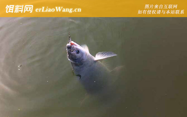 青鱼怎么钓上鱼快-窝料选用