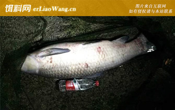 青鱼怎么钓上鱼快-饵料种类