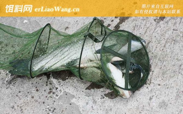 钓青鱼怎么调漂最好-生活习性
