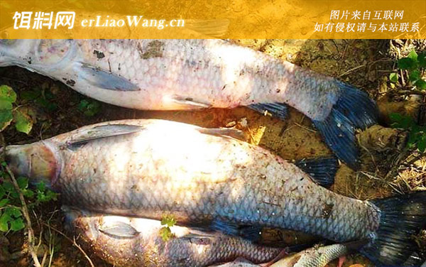 钓青鱼:自制饵料