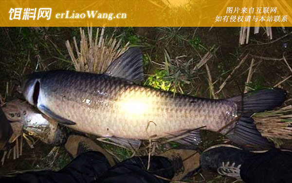 钓青鱼:注意事项