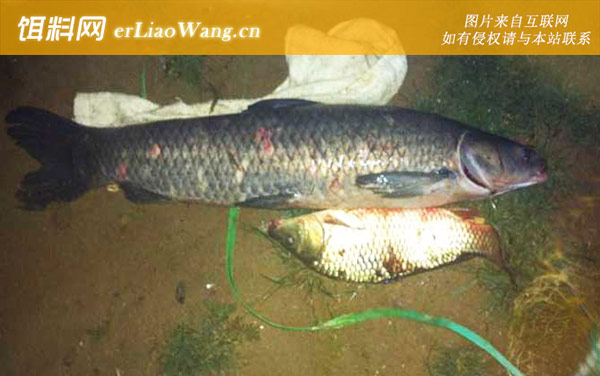 冬天钓青鱼的最佳方法是哪种-抬竿时机