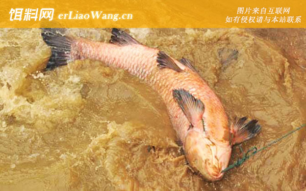 钓青鱼:窝料选用