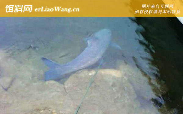 钓青鱼:饵料配方