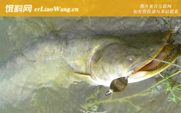 大口鲢:分布范围