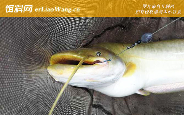 大口鲢:生活习性