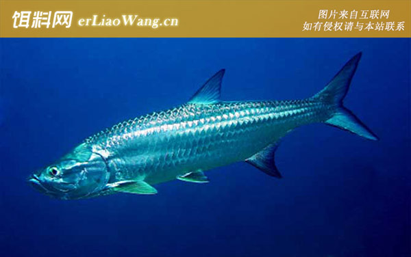 大海鲢:分布范围