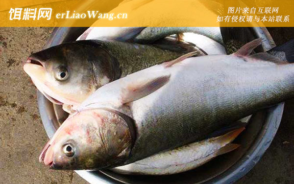 鲢鱼:常见种类