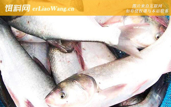 鲢鱼:常见种类