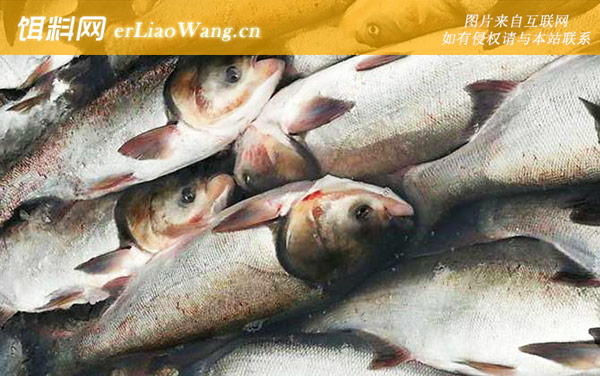 钓鲢鱼的技巧是什么方法-抬竿时机