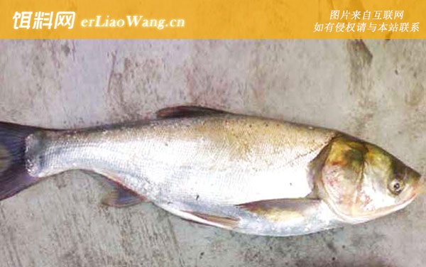 鲢鱼喜欢吃什么味型的饵料-香味