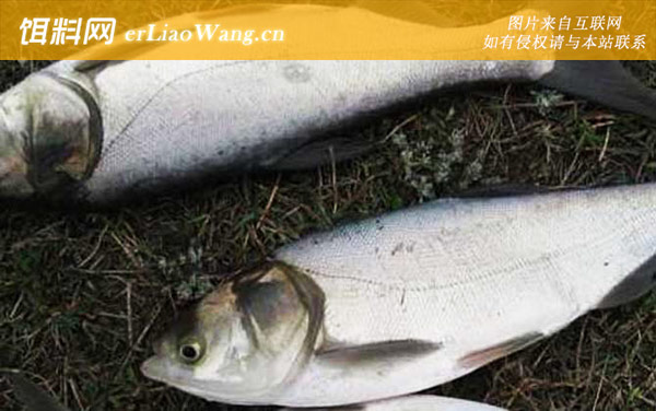 鲢鱼:商品饵料