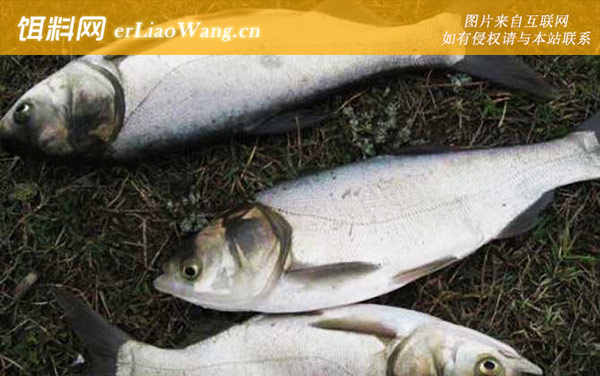 白鲢鱼:商品饵料