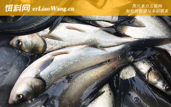 钓鲢鱼:钓具搭配