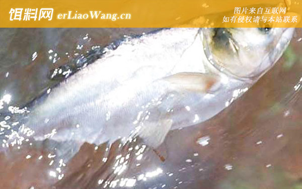 钓鲢鱼:窝料选用