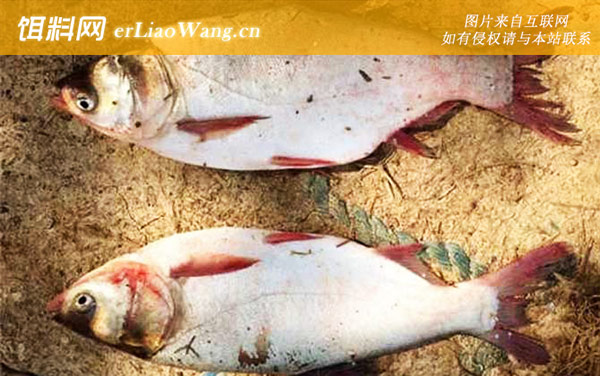 钓鲢鱼:饵料配方