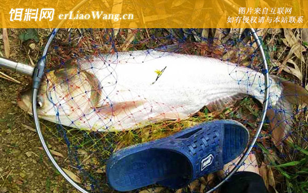 钓鲢鱼:观漂抬竿