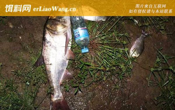 花鲢鱼:分布范围