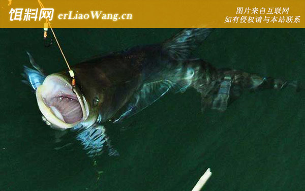 鳙鱼种类及图片大全-习性