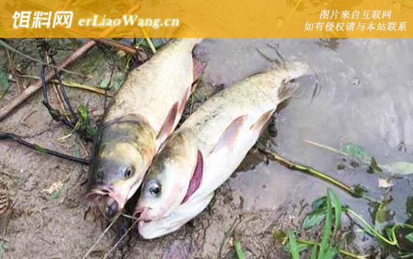 花鲢鱼:常用饵料