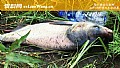 《花鲢怎么钓上鱼快？》封面图