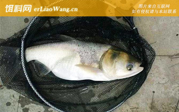 花鲢喜欢吃什么味型的饵料-香味