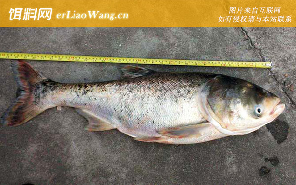 胖头鱼:生活习性