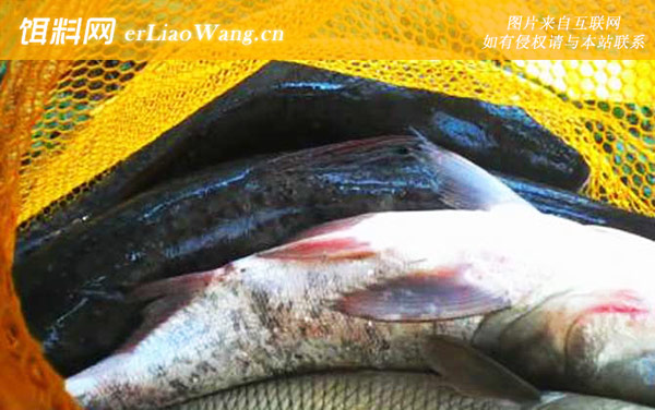 鲢鳙是什么鱼-食物习性