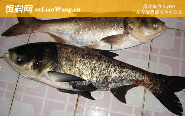 最厉害的钓鲢鳙鱼方法-窝料选用