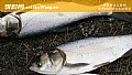 《钓鲢鳙饵料怎么搭配最好?》封面图