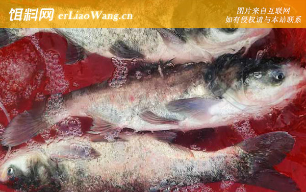 鲢鳙:商品饵料