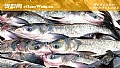 《钓鲢鳙最好的饵料配方》封面图