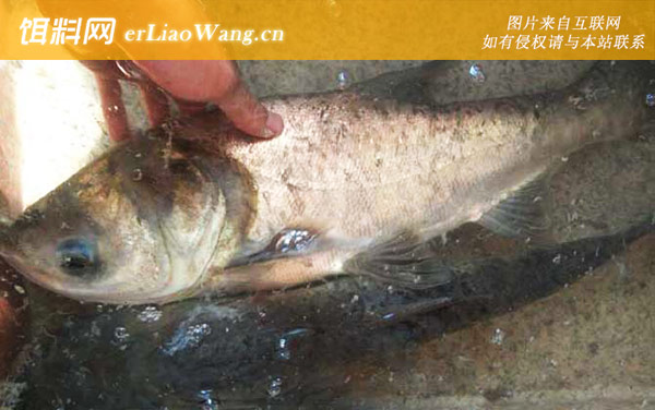 钓鲢鳙:饵料配方