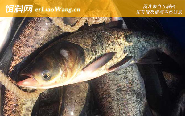 钓鲢鳙:观漂抬竿