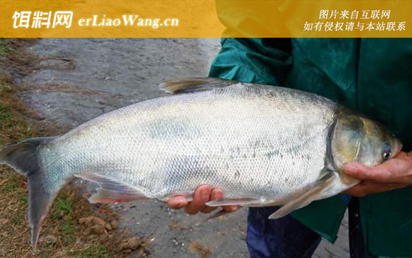 钓鲢鳙:常用窝料