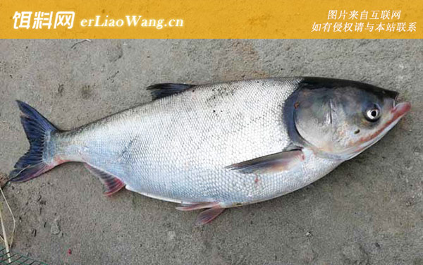 钓鲢鳙:自制饵料