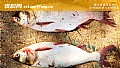 浮钓鲢鳙技巧及注意事项