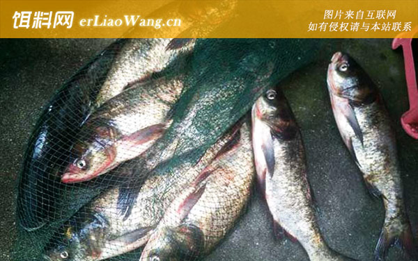 鲢鳙:饵料配方