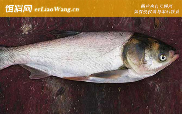 钓鲢鳙:窝料选用