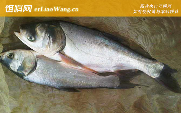 钓鲢鳙:调漂技巧