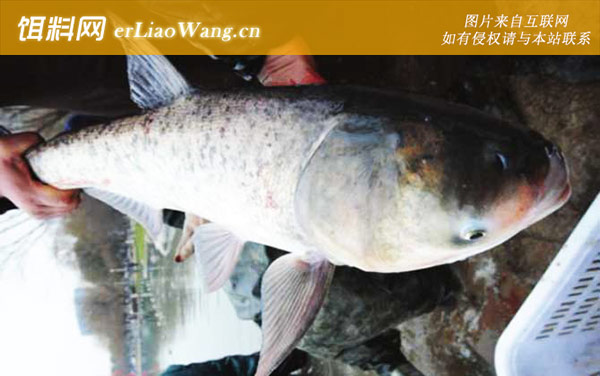 钓鲢鳙:漂相大全