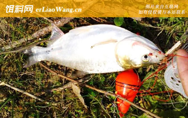 钓鲢鳙:钓组搭配