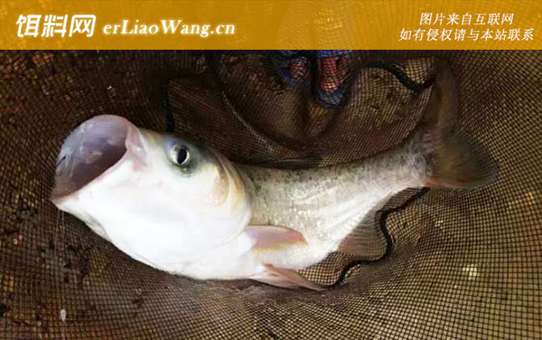 钓鲢鳙:钓组搭配